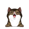 Krátkosrsté kočky