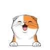 Scottish fold