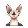 Sphynx