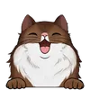 Dlouhosrsté kočky32
