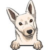 Australian Kelpie 5