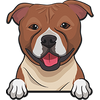 American Staffordshire Terrier 3