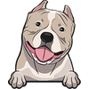 American Bully 1