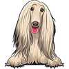 Afghan Hound 1