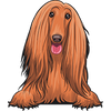 Afghan Hound 4