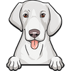 American Foxhound 2