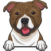 American Staffordshire Terrier 4