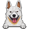 Australian Cattle Dog (Heeler) 3