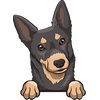 Australian Kelpie 1