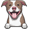 American Pit Bull Terrier 7
