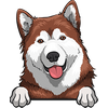 Alaskan Malamute 2