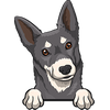 Australian Kelpie 3