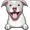 American Pit Bull Terrier 4