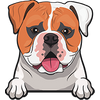 American Bulldog 2