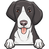 American Foxhound 3