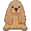 American Cocker Spaniel 1