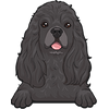 American Cocker Spaniel 3