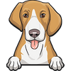 American Foxhound 1