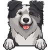 Australian Shepherd (aussie) 3