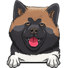 Akita 4