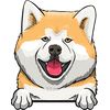 Akita 2