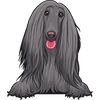 Afghan Hound 3