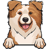 Australian Shepherd (aussie) 2