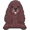 American Cocker Spaniel 2