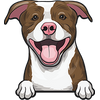 American Pit Bull Terrier 8