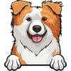 Australian Shepherd (aussie) 1