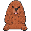 American Cocker Spaniel 4