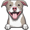 American Pit Bull Terrier 6