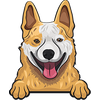 Australian Cattle Dog (Heeler) 2