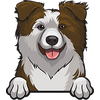 Australian Shepherd (aussie) 4