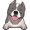 American Bully 3