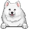 American Eskimo