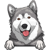 Alaskan Malamute 3
