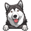 Alaskan Malamute 1