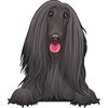 Afghan Hound 2
