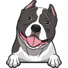 American Bully 5