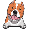 American Bully 2