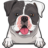 American Bulldog 4