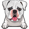 American Bulldog 1
