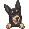 Australian Kelpie 4