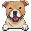 American Staffordshire Terrier 1