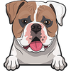 American Bulldog 3