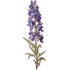 Jul - Larkspur