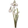 Jan - Snowdrop