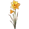Dec - Narcissus