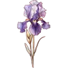Feb - Iris